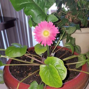 Meet your Posher, Gilma